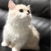 ミヌエット(短足)