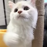 ミヌエット(長足)