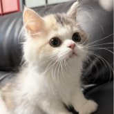 ミヌエット(長足)