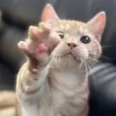 ミヌエット(短足)