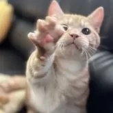 ミヌエット(短足)