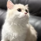 ミヌエット(短足)