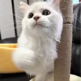 ミヌエット(長足)