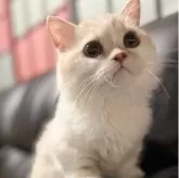 ミヌエット(短足)【埼玉県・男の子・2025年4月16日・クリームタビー&ホワイト】の写真2