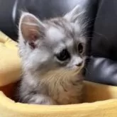 ミヌエット(長足)【埼玉県・男の子・2024年12月12日・シルバータビー】の写真2