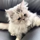 ミヌエット(長足)【埼玉県・女の子・2025年3月1日・シルバーパッチドタビー】の写真2