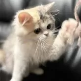 ミヌエット(長足)【埼玉県・女の子・2025年7月20日・ダイリュートキャリコ】の写真3