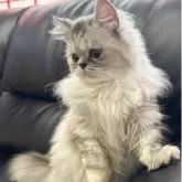 ミヌエット(長足)【埼玉県・女の子・2025年3月1日・シルバーパッチドタビー】の写真3