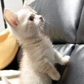 ミヌエット(短足)【埼玉県・男の子・2025年3月21日・レッドタビー】の写真8