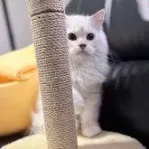 ミヌエット(長足)【埼玉県・男の子・2025年4月16日・クリーム&ホワイト】の写真4