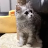 ミヌエット(長足)【埼玉県・男の子・2024年12月12日・シルバータビー】の写真4