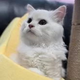 ミヌエット(長足)【埼玉県・男の子・2025年4月16日・クリーム&ホワイト】の写真5