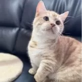 ミヌエット(短足)【埼玉県・男の子・2025年3月21日・レッドタビー】の写真5