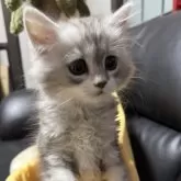 ミヌエット(長足)【埼玉県・男の子・2024年12月12日・シルバータビー】の写真5