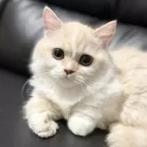 ミヌエット(短足)【埼玉県・男の子・2025年4月16日・クリームタビー&ホワイト】の写真5