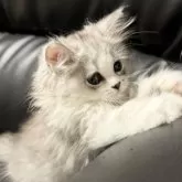 ミヌエット(長足)【埼玉県・女の子・2025年7月20日・ブルータビー&ホワイト】の写真6