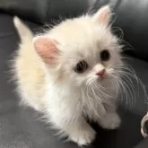 ミヌエット(短足)【埼玉県・男の子・2025年4月16日・クリームタビー&ホワイト】の写真6