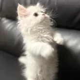 ミヌエット(短足)【埼玉県・男の子・2025年7月20日・クリーム&ホワイト】の写真6