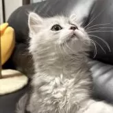 ミヌエット(長足)【埼玉県・男の子・2024年12月12日・シルバータビー】の写真7