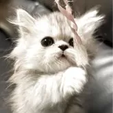 ミヌエット(長足)【埼玉県・女の子・2025年3月1日・シルバーパッチドタビー】の写真14