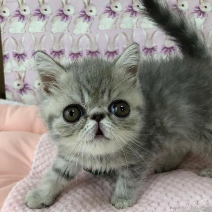 エキゾチックショートヘア【愛知県・男の子・2022年4月24日・ブルースポテッドタビー】の写真1「優しいお顔の男の子です」