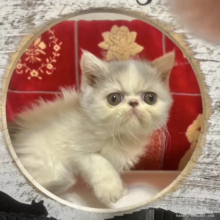 ID:2410-03114の子猫