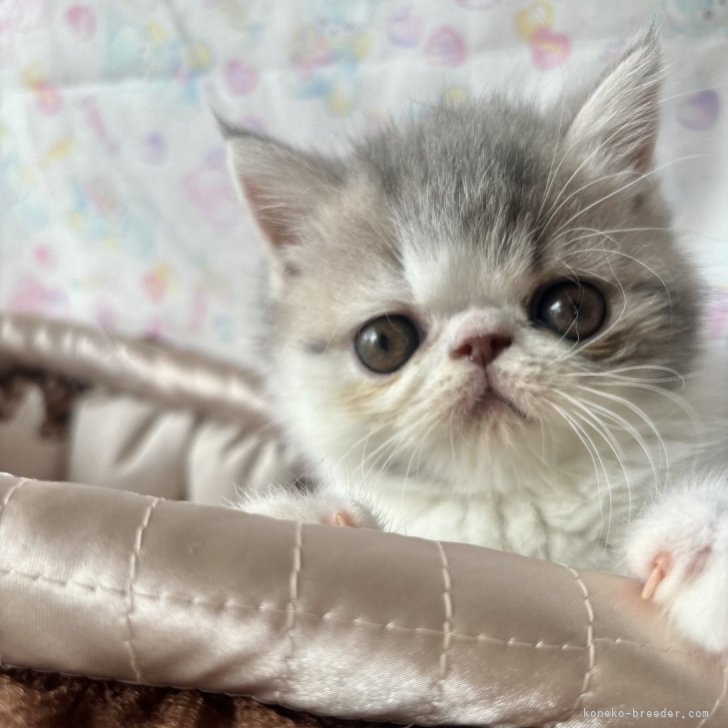 テディベア エキゾチック子猫ちゃん エキゾチックショートヘア【東京都・男の子・2025年5月7日