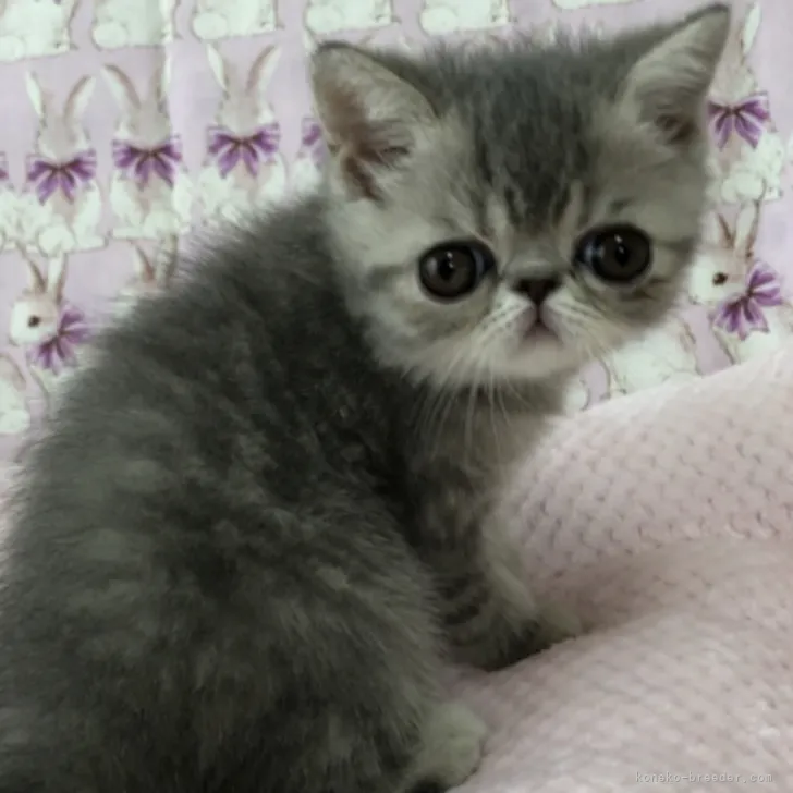 ID:2206-00515の子猫