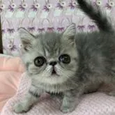 エキゾチックショートヘア【愛知県・男の子・2022年4月24日・ブルースポテッドタビー】の写真1「優しいお顔の男の子です」