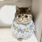 エキゾチックショートヘア