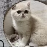 エキゾチックショートヘア