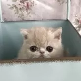 エキゾチックショートヘア