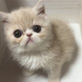 エキゾチックショートヘア