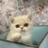 エキゾチックショートヘア