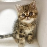 エキゾチックショートヘア