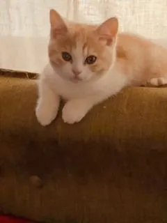 ID：2104-00971の子猫