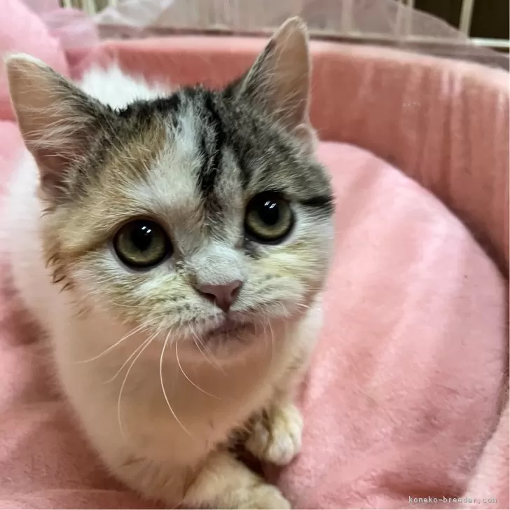 ID：2407-00493の子猫