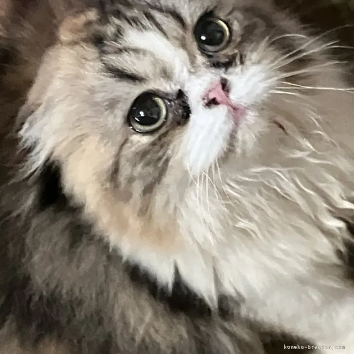 ID:2304-03468の子猫