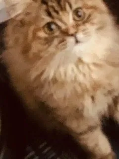 ヤマネコ 様のお迎えした子猫