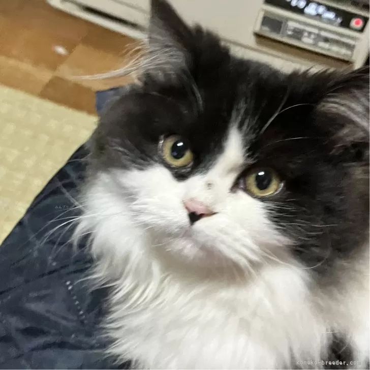 ID：2312-00735の子猫