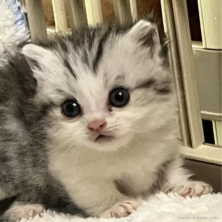 ID：2407-00506の子猫