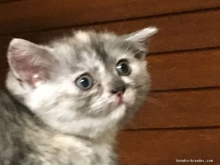 ID：1905-00537の子猫