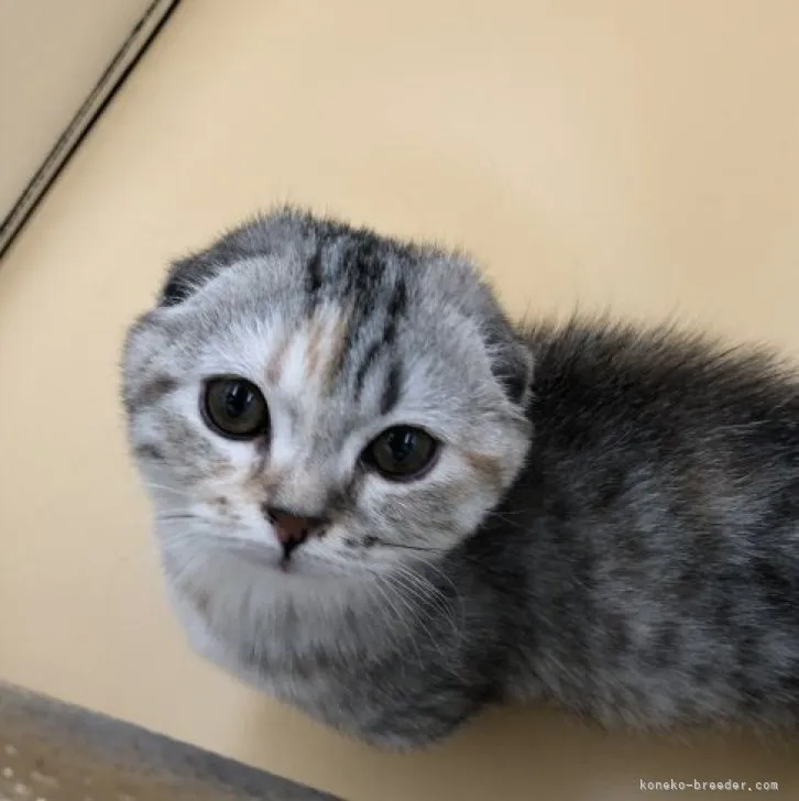 ID：2303-02253の子猫