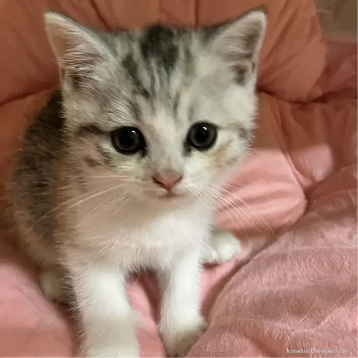 deskboy1124 様のお迎えした子猫