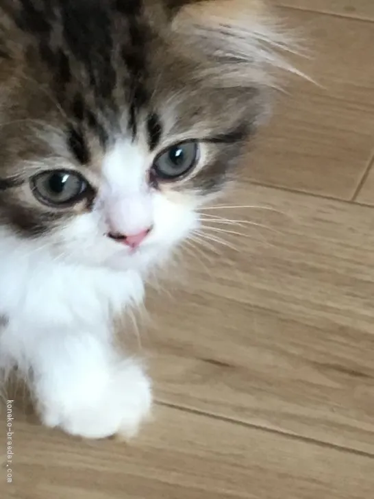 ID:1909-00760の子猫