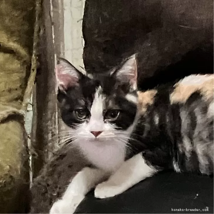 ID:2405-03849の子猫