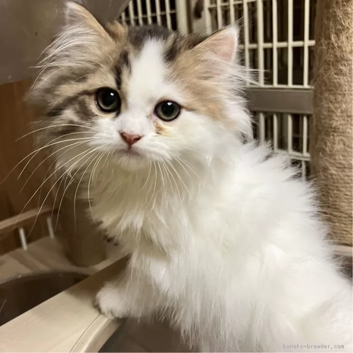 ID:2407-00483の子猫