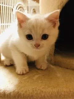 ID：2010-01499の子猫