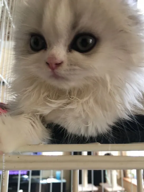 ID：1903-00512の子猫