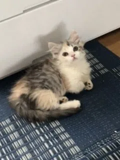 イワセ 様のお迎えした子猫